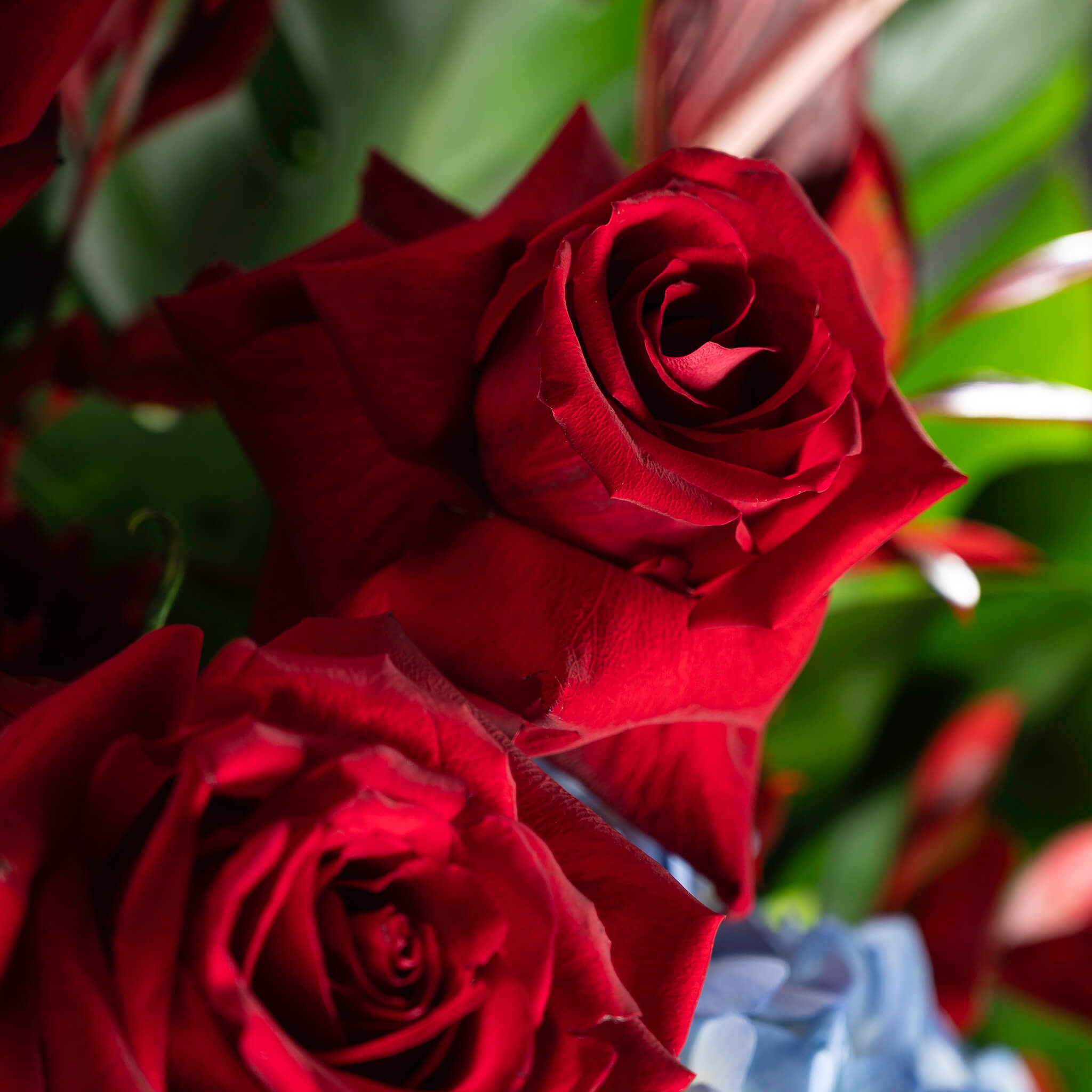 NPL-FTC02- Sweet Triumph(3)