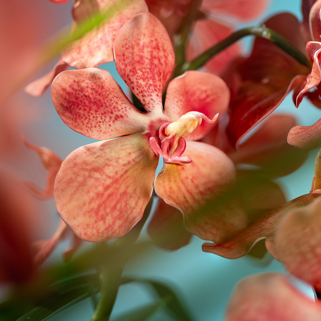 2024-12-06 NPL CNY Tasseled 15