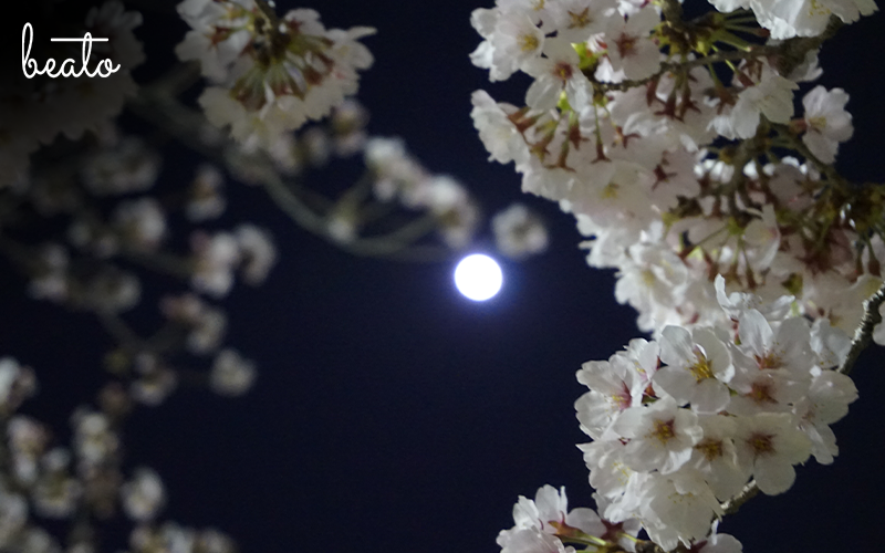 Beautiful midnight blooms under the moonlight