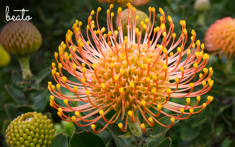 bright yellow Leucospermum Cordifolium with orange hues